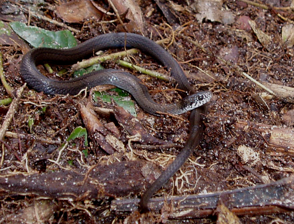 Natriciteres olivaceus